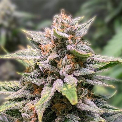 Ultimate Guide to Marijuana Seeds Florida Cultivating Success Ultimate Guide to Marijuana Seeds Florida Cultivating Success